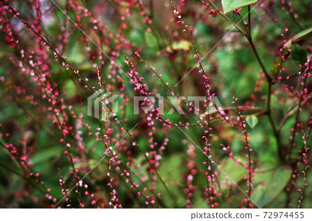 山野草紅水木花 照片素材 圖片 圖庫