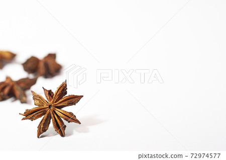 Brown shikimi shell Brown shikimi shell 72974577