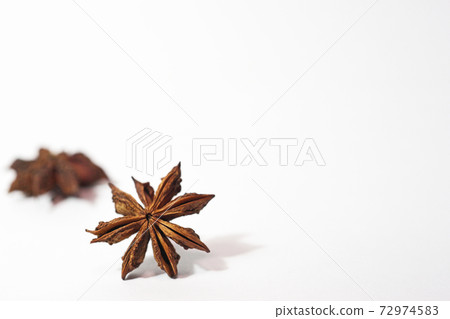 Brown shikimi shell Brown shikimi shell 72974583