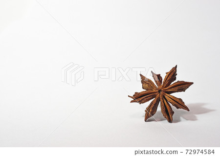 Brown shikimi shell 72974584