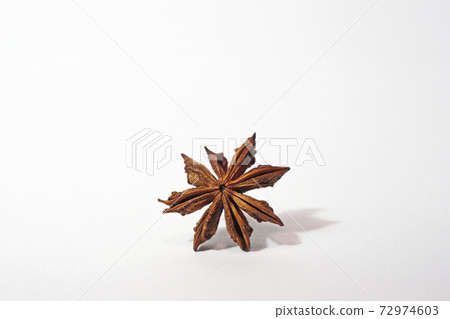 Brown shikimi shell Brown shikimi shell 72974603