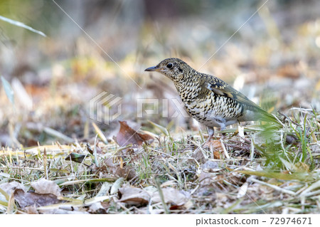 Tratumegi Tratumegi 72974671