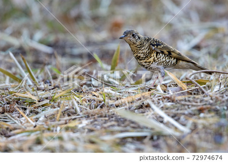 虎斑地鶇 72974674