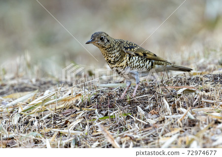 Tratumegi Tratumegi 72974677