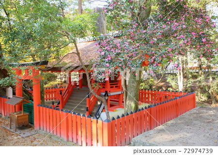 Mizuya Shrine Sasanqua flowers 72974739