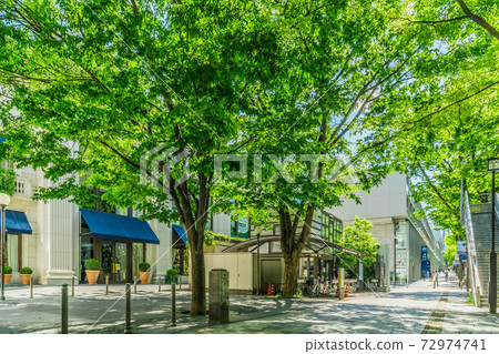 A row of zelkova trees in Omotesando, Shibuya-ku, Tokyo (a standard date spot) 72974741