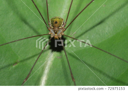 Creatures Chelicerata Sakishimasu Harvestmen, in the forest of Ishigaki Island. You can meet people, but ... 72975153
