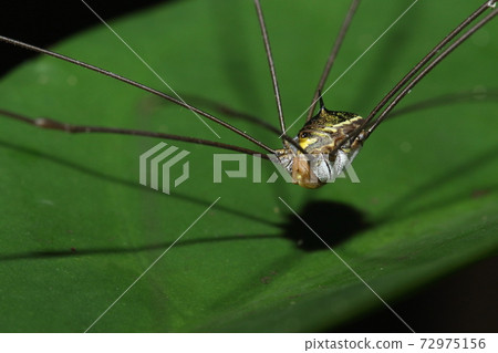 Creatures Chelicerata Sakishimasu Harvestmen, one horn on a metallic luster body. Southern Harvestmen Creatures Chelicerata Sakishimasu Harvestmen, one horn on a metallic luster body. Southern Harvestmen 72975156