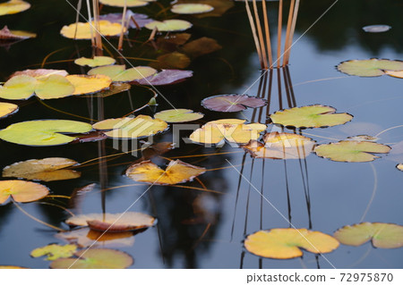 Water lily leaves in the Kurozo Marsh in late autumn Water lily leaves in the Kurozo Marsh in late autumn 72975870