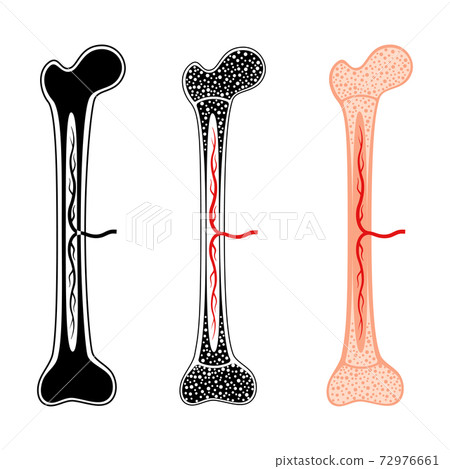 Human internal organs Human internal organs 72976661