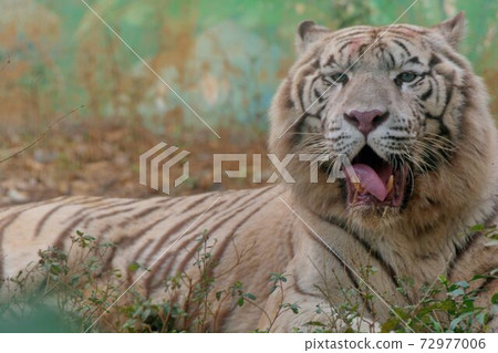 孟加拉白虎（Panthera tigris tigris）在台灣野生動物園。 72977006