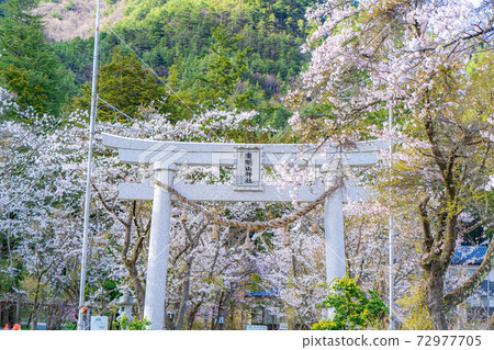 春天有明山神社[長野縣] 72977705
