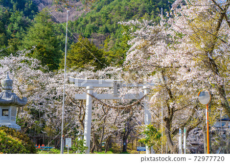 春天有明山神社[長野縣] 72977720