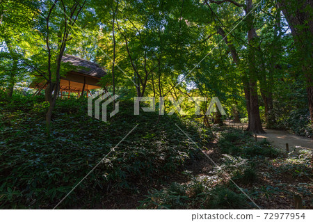東京花園之旅，風景秀麗的本鄉駒o六園 72977954