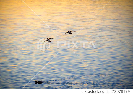 Swan's landing site Tataranuma Gunma Tatebayashi 72978159