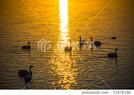 天鵝登陸地館立林市立鳥沼群馬 72978190