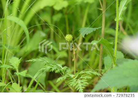 早春開花的一林莊的果實 72978235