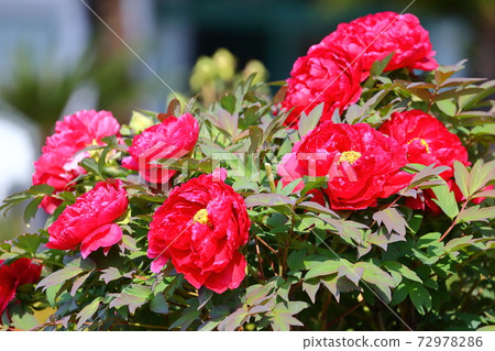 東松山彌生神社Botan Garden Botan 72978286