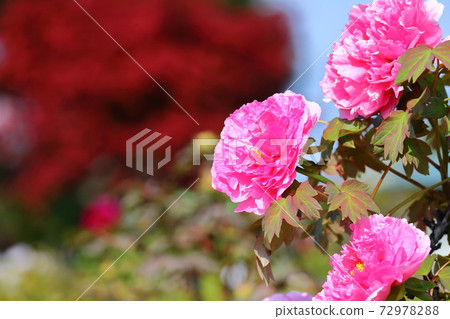 東松山細弓神社Botanen Button和Momiji 72978288