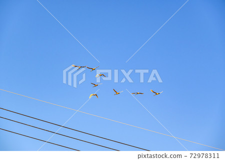 Swan flying in a formation Tataranuma Gunma Tatebayashi City 72978311