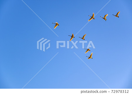 Swan flying in a formation Tataranuma Gunma Tatebayashi City 72978312