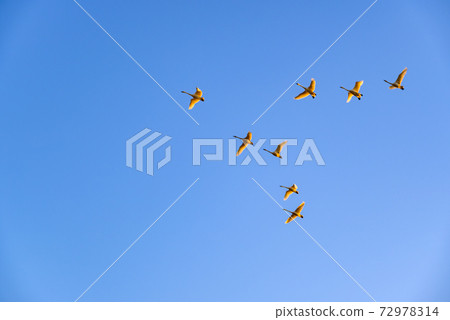 Swan flying in a formation Tataranuma Gunma Tatebayashi City Swan flying in a formation Tataranuma Gunma Tatebayashi City 72978314
