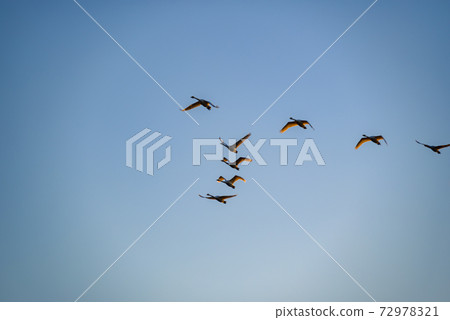 Swan flying in a formation Tataranuma Gunma Tatebayashi City 72978321