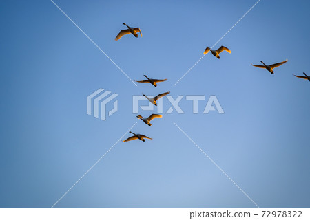 Swan flying in a formation Tataranuma Gunma Tatebayashi City Swan flying in a formation Tataranuma Gunma Tatebayashi City 72978322