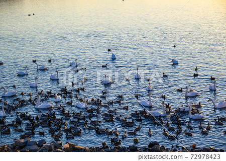 Swan's landing site Tataranuma Gunma Tatebayashi 72978423