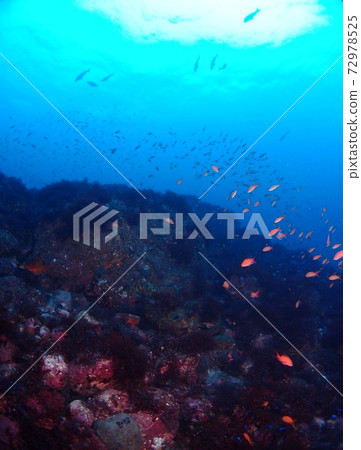 School of fish in the sea of Izu Oshima School of fish in the sea of Izu Oshima 72978525