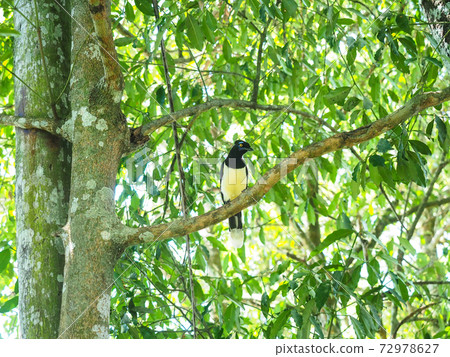 Plush-crested jap (Argentina side) often seen at Iguazu Falls Plush-crested jap (Argentina side) often seen at Iguazu Falls 72978627