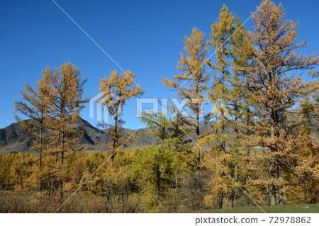 Orange larch trees on the mountain slopes in Altai in autumn Orange larch trees on the mountain slopes in Altai in autumn 72978862