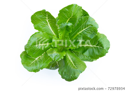 Top view of organic vegetable green cos lettuce on white background. 72978934