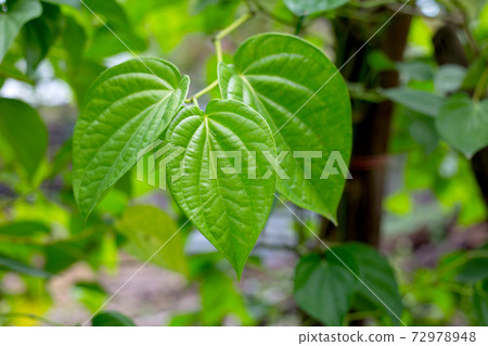 Fresh green leaves of betel plant growing in graden 72978948