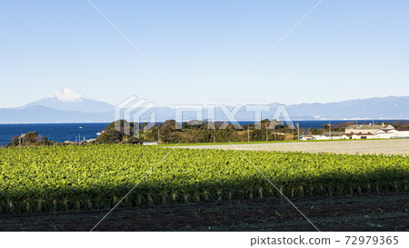 The land of winter traditions, specialty cabbage, and radish fields on the Shonan Miura Peninsula 72979365