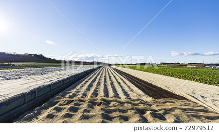 Shonan Miura Peninsula's specialty, specialty cabbage field, radish field winter in Miura City, Kanagawa Prefecture Shonan Miura Peninsula's specialty, specialty cabbage field, radish field winter in Miura City, Kanagawa Prefecture 72979512