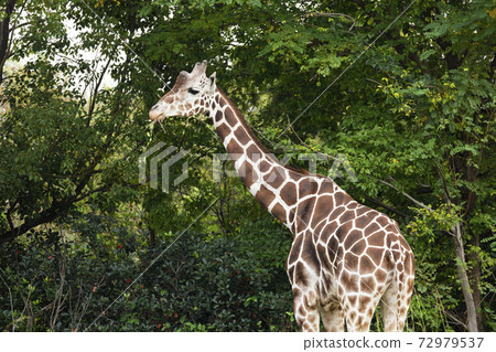 Giraffe in the bush 72979537