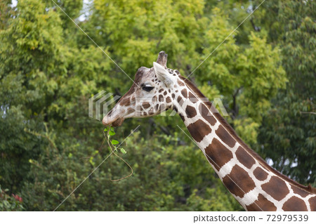 A giraffe giraffe 72979539