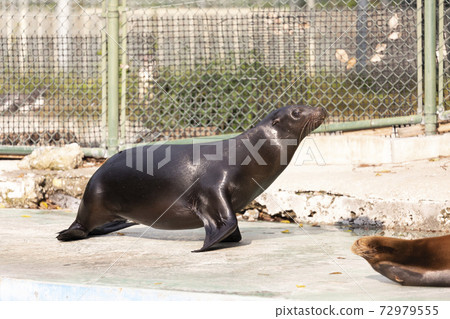 加州海獅 72979555