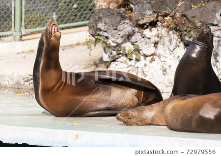 California sea lion screaming 72979556