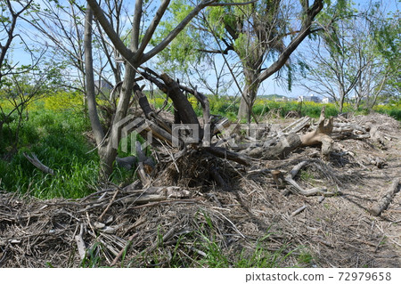 The roots of a large tree that turned into driftwood 72979658