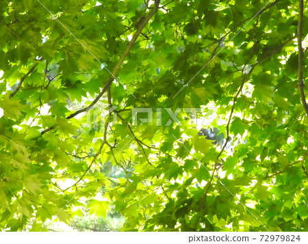 Maple leaves transparent to light 72979824