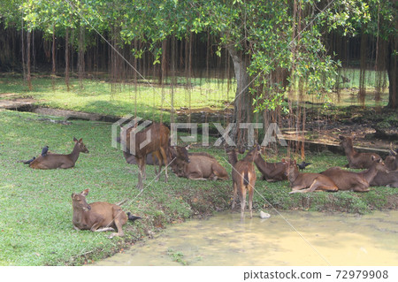 Donkey At Johor Bahru Zoo Malaysia Stock Photo 72979908 Pixta