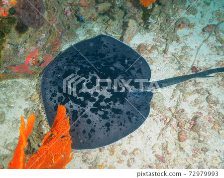 Round Ribbontail Rays Resting in Coral Reef Sands (Tachai Island, Similan Islands, Kingdom of Thailand) 72979993