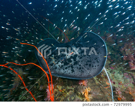 一群Madaraei和Kinmokudoki在珊瑚礁中游泳（邦島，斯米蘭群島，泰國王國） 72979995