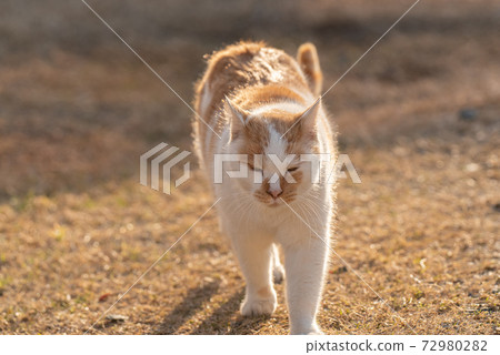 cat貓棕白貓 72980282
