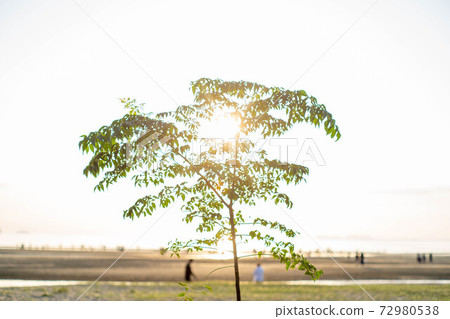 Chichibugahama small tree 72980538