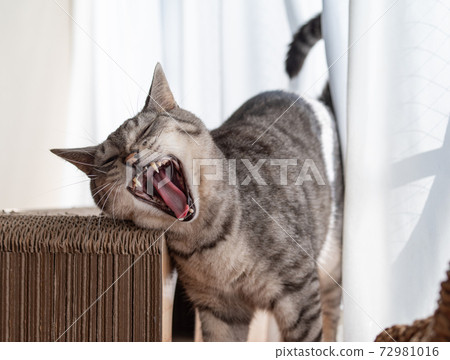 Yawning cat 72981016