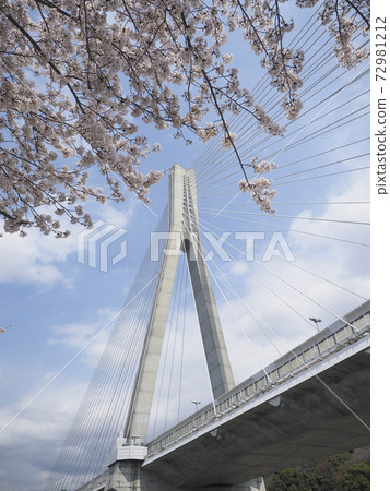 Cable-stayed bridge and cherry blossoms on the highway Cable-stayed bridge and cherry blossoms on the highway 72981212
