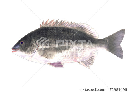 以魚taku風格上色 72981496
